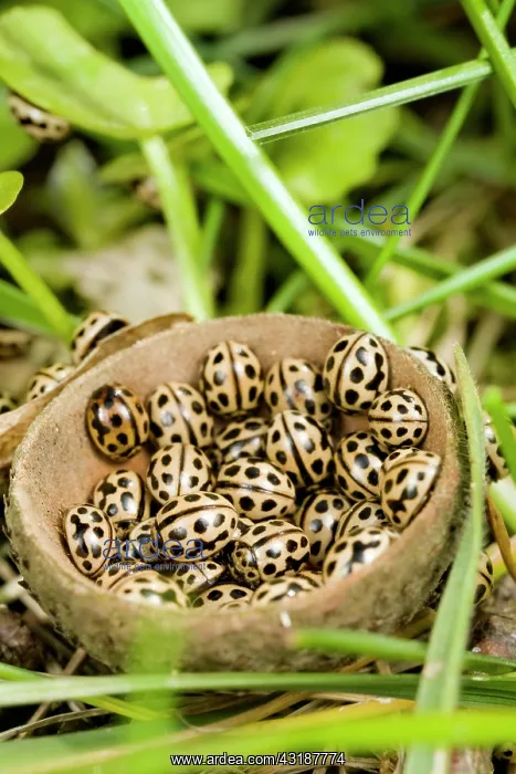 : Sixteen Spot Ladybird : Sixteen Spot Ladybird