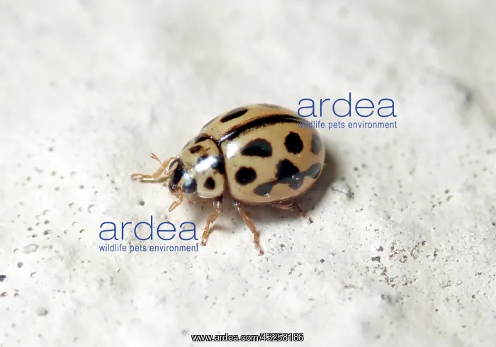: Sixteen-spot ladybird (Tytthaspis sedecimpunctata) : Sixteen-spot ladybird (Tytthaspis sedecimpunctata)