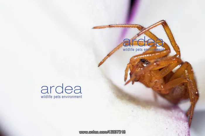 : Size: 6mm : Size: 6mm