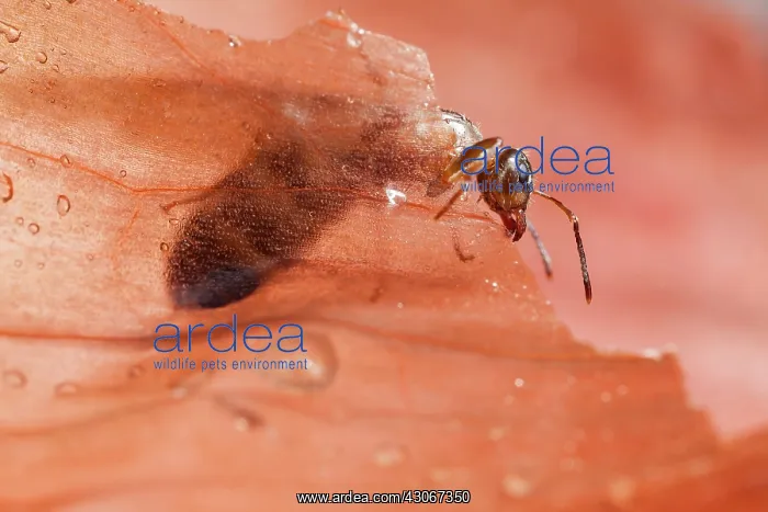 : size: 6mm : size: 6mm