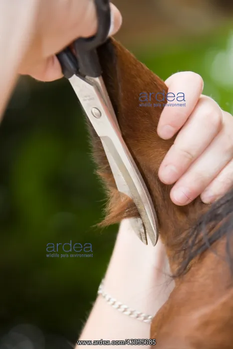 : Size hairs of a horse's ears France : Size hairs of a horse's ears France