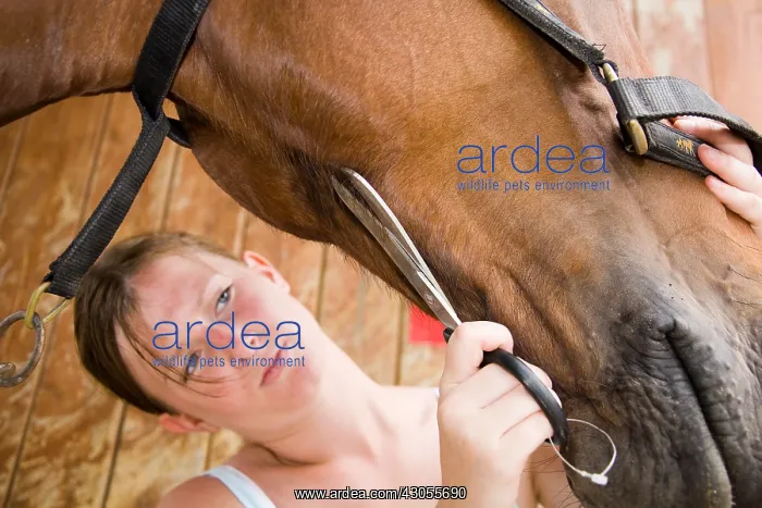 : Size of hairs under the neck of a Cheval France : Size of hairs under the neck of a Cheval France