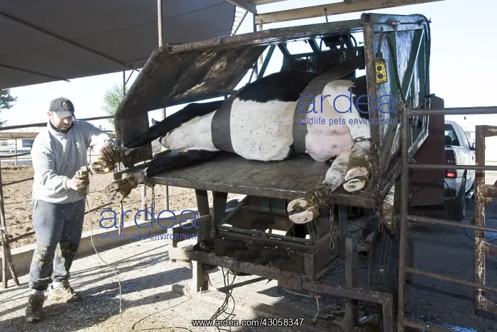 : Size of legs of Holstein cows on a dairy farm : Size of legs of Holstein cows on a dairy farm
