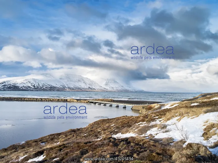 : Skagafjoerdur during winter. Europe, Iceland : Skagafjoerdur during winter. Europe, Iceland