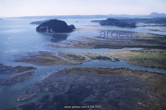 : Skagit River Delta : Skagit River Delta