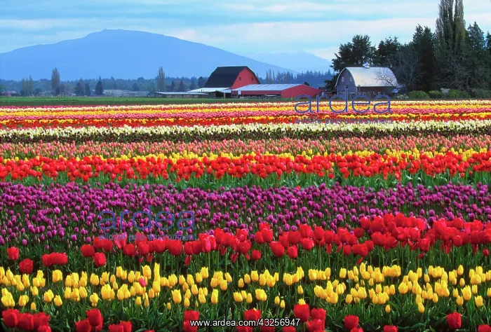 : The Skagit Valley of Washington is noted : The Skagit Valley of Washington is noted
