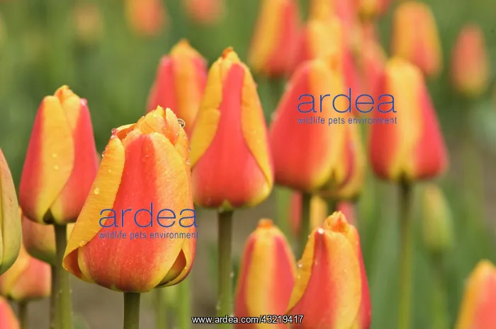 : Skagit Valley, Washington. Tulips in the : Skagit Valley, Washington. Tulips in the