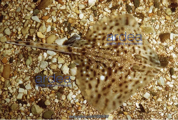 : SKATE / Thornback Ray - on seabed, camoflagued : SKATE / Thornback Ray - on seabed, camoflagued