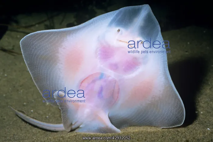 : SKATE - TRANSPARENT SKIN : SKATE - TRANSPARENT SKIN