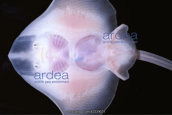 : SKATE -UNDER, TRANSPARENT SKIN : SKATE -UNDER, TRANSPARENT SKIN