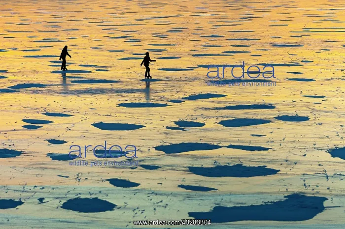  : Skating on the ice of the Dummer in winter at sunset