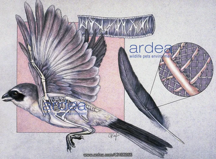 : Skeletal anatomy of bird in flight : Skeletal anatomy of bird in flight