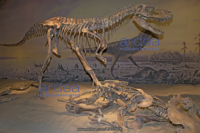 : Skeleton of Albertosaurus : Skeleton of Albertosaurus