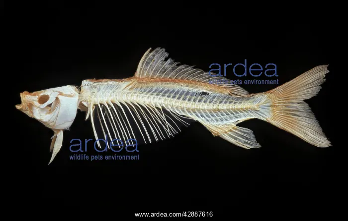 : Skeleton of carp