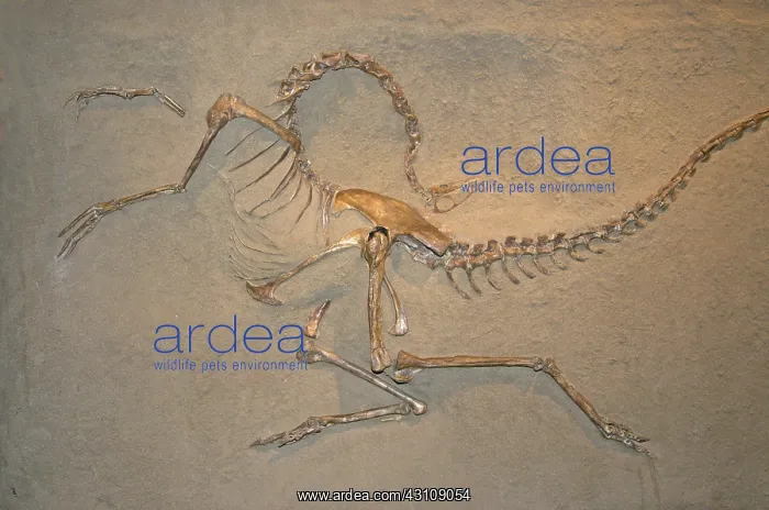 : Skeleton Cast of Struthiomimus altus : Skeleton Cast of Struthiomimus altus