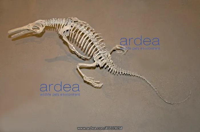 : Skeleton of Champsosaurus natator : Skeleton of Champsosaurus natator