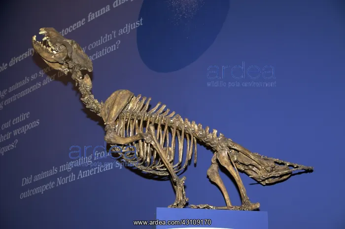 : Skeleton of Dire Wolf : Skeleton of Dire Wolf