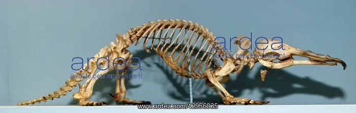 : Skeleton of Duck Billed Platypus : Skeleton of Duck Billed Platypus