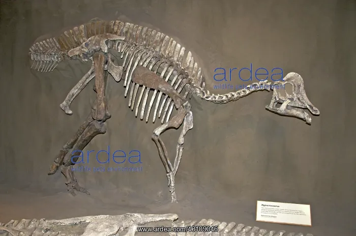 : Skeleton of Hypacrosaurus Dinosaur : Skeleton of Hypacrosaurus Dinosaur