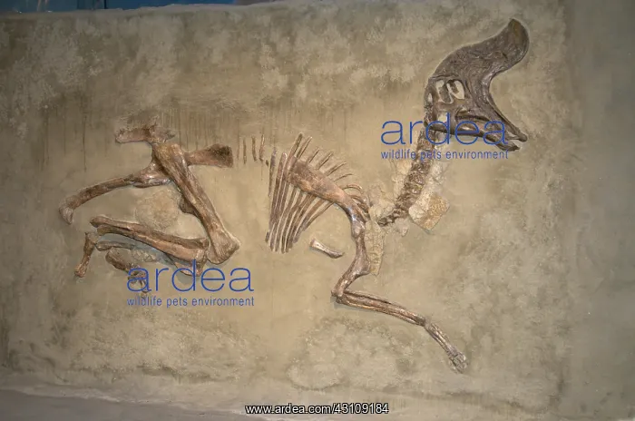 : Skeleton of Lambeosaurus magnicristatus : Skeleton of Lambeosaurus magnicristatus