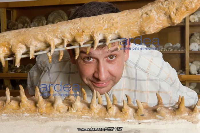 : Skeleton - Paleontologist / Palaeontologist Eric : Skeleton - Paleontologist / Palaeontologist Eric