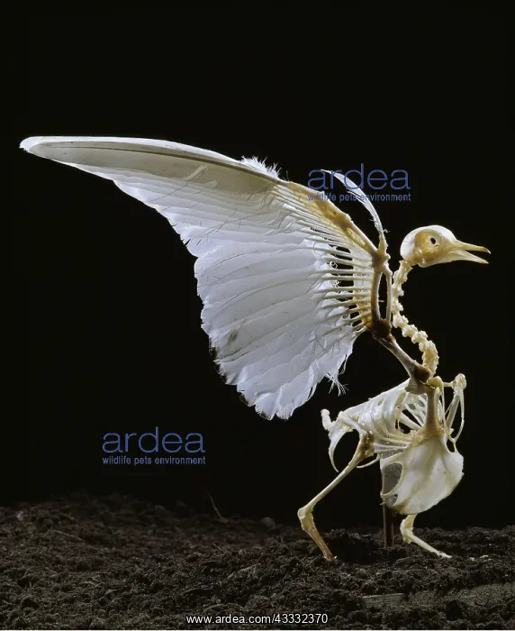 : SKELETON OF PIGEON / Rock Pigeon / Rock Dove : SKELETON OF PIGEON / Rock Pigeon / Rock Dove