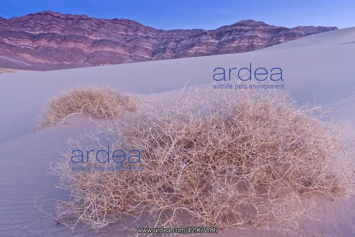 : Skeleton of Shining Milkvetch - Eureka sand-dunes : Skeleton of Shining Milkvetch - Eureka sand-dunes