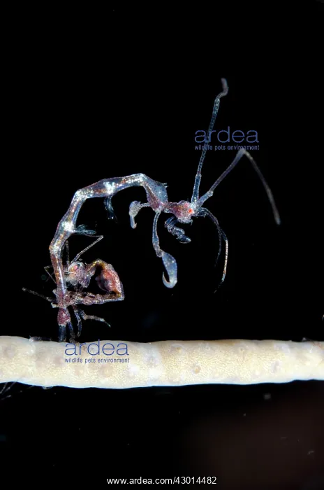 : Skeleton Shrimp on coral on night dive : Skeleton Shrimp on coral on night dive