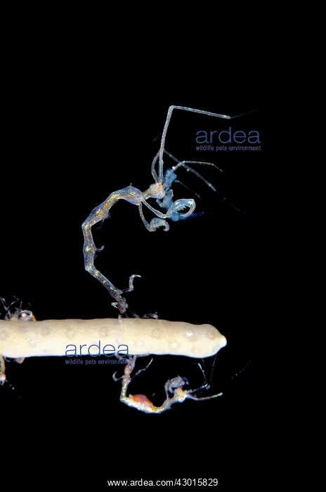 : Skeleton Shrimp on coral on night dive : Skeleton Shrimp on coral on night dive