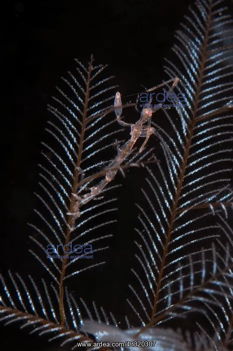 : Skeleton Shrimp - on hydroid on night dive : Skeleton Shrimp - on hydroid on night dive