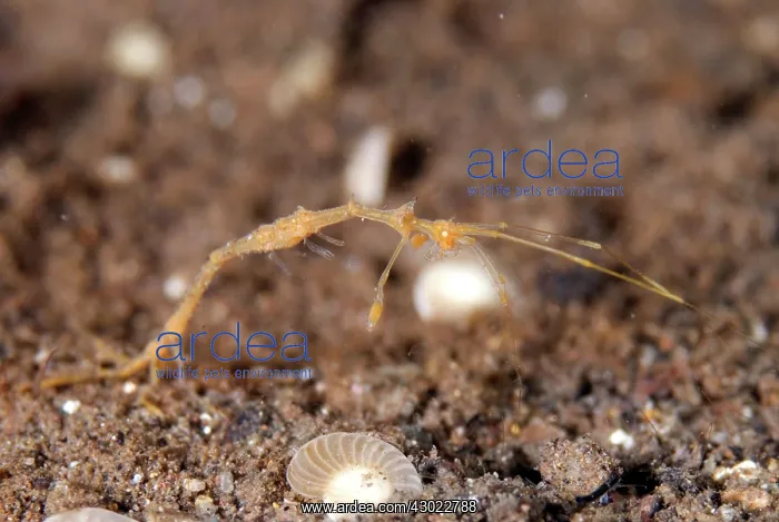 : Skeleton Shrimp on sand : Skeleton Shrimp on sand