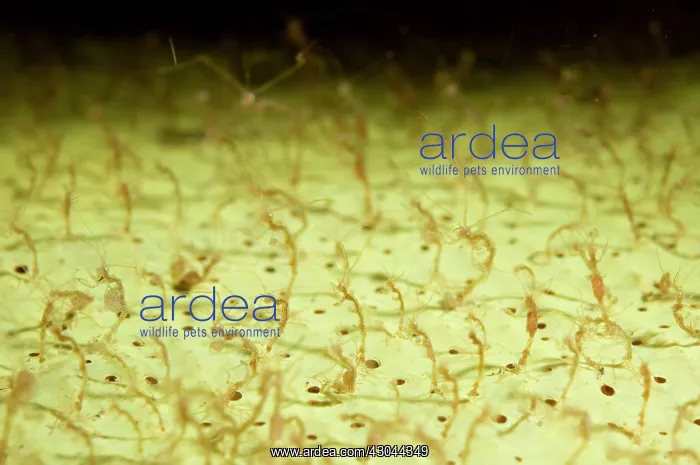  : Skeleton Shrimps on sponge
