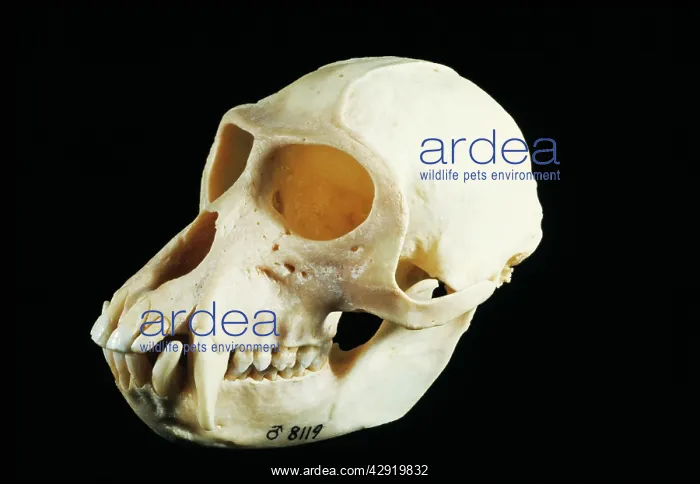 : Skeleton - Skull of Vervet Monkey, male : Skeleton - Skull of Vervet Monkey, male