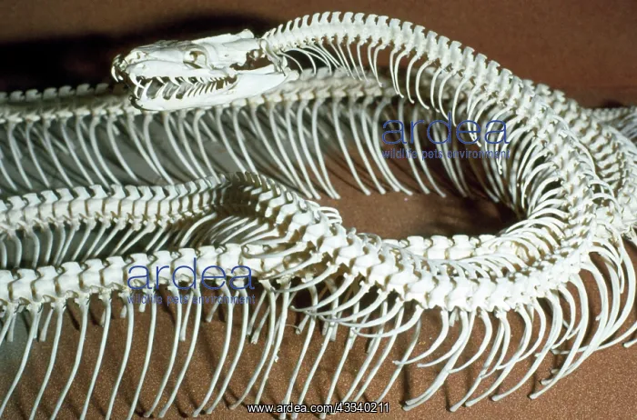  : SKELETON - SNAKE