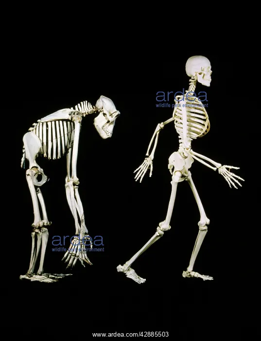 : SKELETONS - HUMAN & GORILLA : SKELETONS - HUMAN & GORILLA