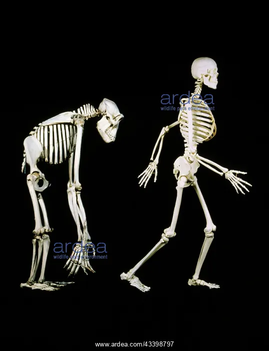 : SKELETONS - HUMAN & GORILLA