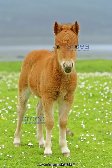  : Skewbald Shetland Pony - foal on pasture looking into camera