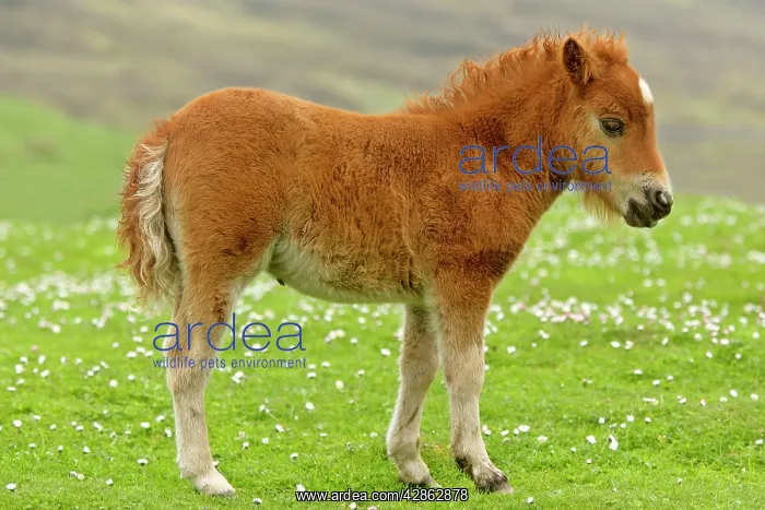 : Skewbald Shetland Pony - foal standing amidst blooming : Skewbald Shetland Pony - foal standing amidst blooming