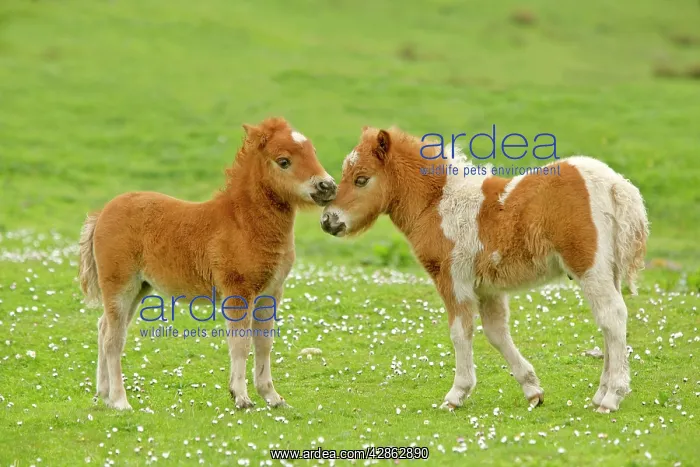 : Skewbald Shetland Pony - two foals sticking their : Skewbald Shetland Pony - two foals sticking their