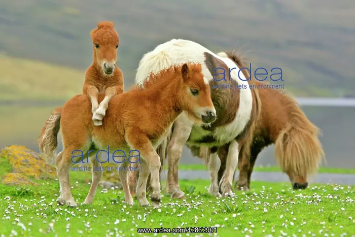 : Skewbald Shetland Pony - funny foals on pasture : Skewbald Shetland Pony - funny foals on pasture