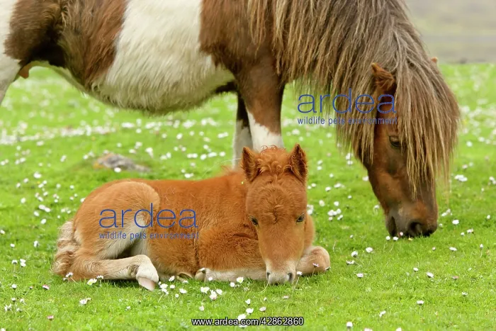 : Skewbald Shetland Pony - grazing mare with resting : Skewbald Shetland Pony - grazing mare with resting