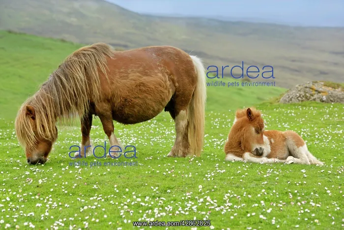 : Skewbald Shetland Pony - mare grazing and foal : Skewbald Shetland Pony - mare grazing and foal