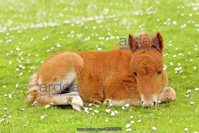 : Skewbald Shetland Pony - resting foal on pasture : Skewbald Shetland Pony - resting foal on pasture