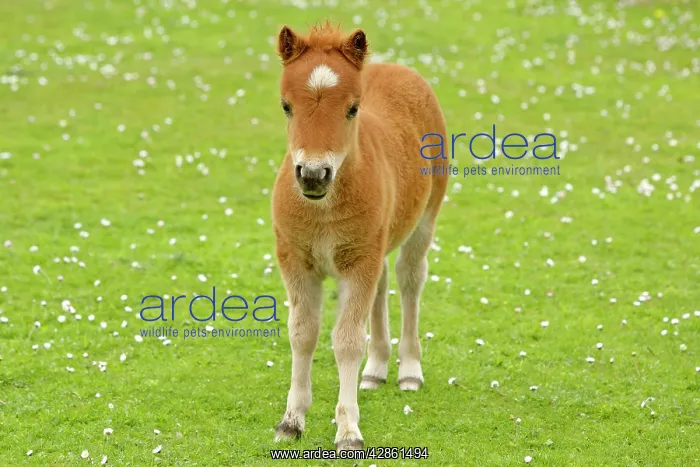 : Skewbald Shetland Pony - standing on blooming pasture : Skewbald Shetland Pony - standing on blooming pasture