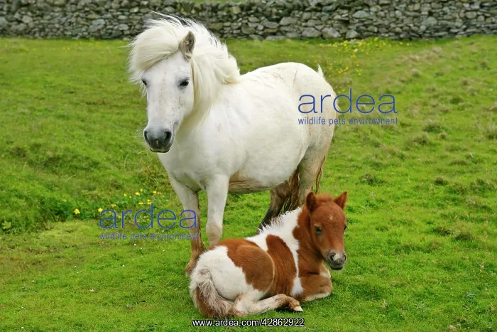 : Skewbald Shetland Pony - white mare and spotted : Skewbald Shetland Pony - white mare and spotted