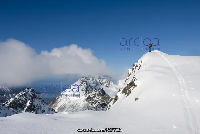: Ski mountaineer on Pilan, Austv&, x59f8;y, Lofoten : Ski mountaineer on Pilan, Austv&, x59f8;y, Lofoten