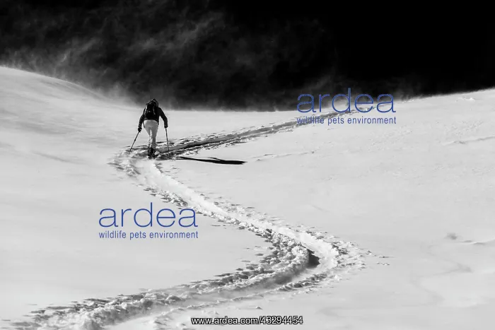: Ski mountaineer in winter landscape against a dark : Ski mountaineer in winter landscape against a dark