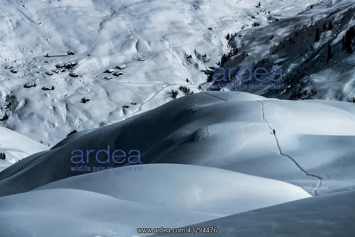 : Ski mountaineers in winter landscape, Sankt Ant&, x1aea65;n : Ski mountaineers in winter landscape, Sankt Ant&, x1aea65;n