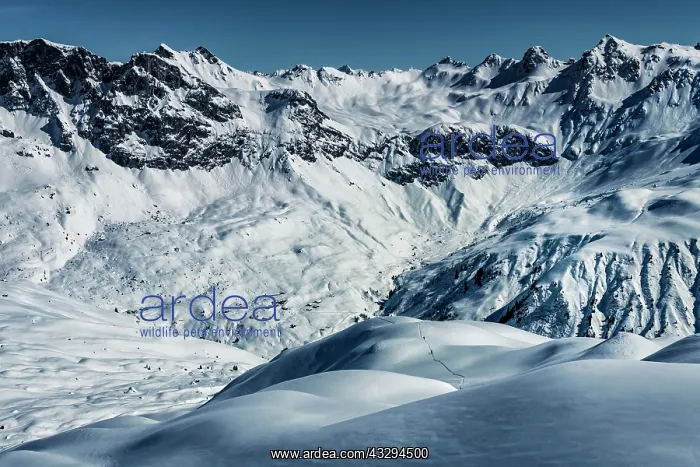 : Ski mountaineers in winter landscape with Vorarlberger : Ski mountaineers in winter landscape with Vorarlberger