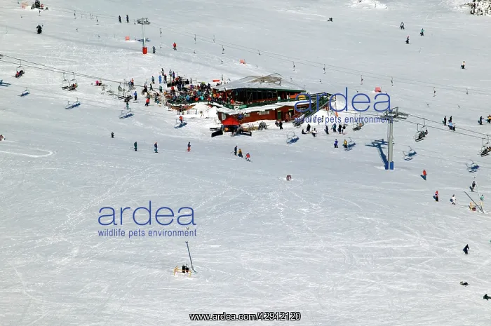 : Ski runs at Mount Buller Alpine Resort Mount Buller : Ski runs at Mount Buller Alpine Resort Mount Buller